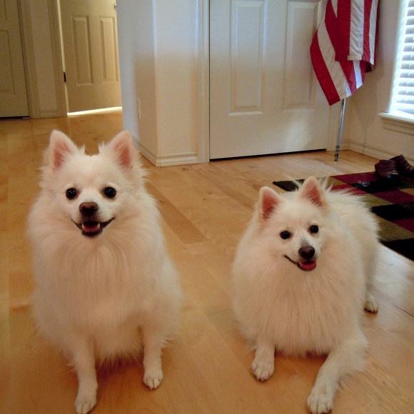 Meet your Posher, Niki - Picture 2 of 7